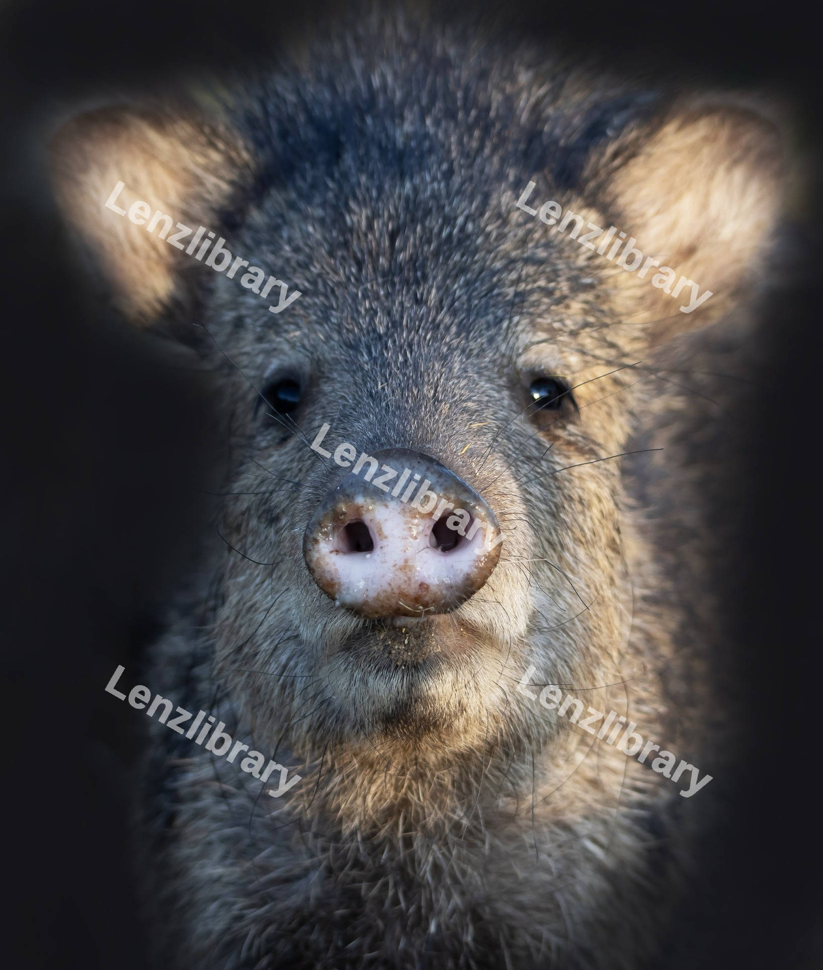 Pecaries Pig